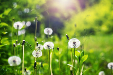 Airy dandelion seed heads on lush green meadow in gentle sunlight with soft purple light tones in background © Volodymyr