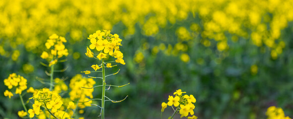 Fototapeta premium Close-up of blooming rapeseed bright yellow flower on stem against blurred golden field background