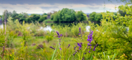 Wide format landscape with purple sage flowers on riverbank among green vegetation under cloudy sky © Larysa