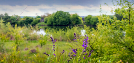 Wide format landscape with purple sage flowers on riverbank among green vegetation under cloudy sky © Iryna