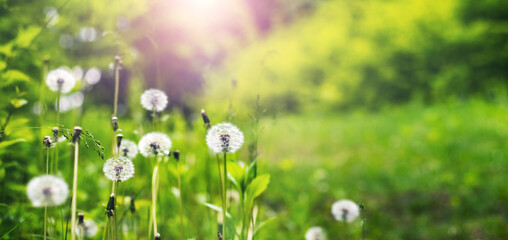 Magical glade with white dandelions among bright green forest in radiant sunlight wide format summer scene © Iryna
