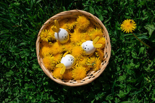 A dandelion with a bee on a green lawn next to a basket filled with blooming yellow dandelions and Easter eggs with bunny ears. The concept of the Happy Easter holiday