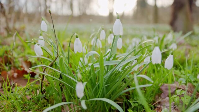 Spring snowdrops flowers in the shining sunlight, Galanthus nivalis, camera move