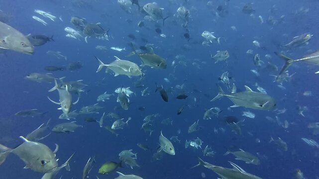 School of Trevally Fish Swarming in Clear Blue Ocean