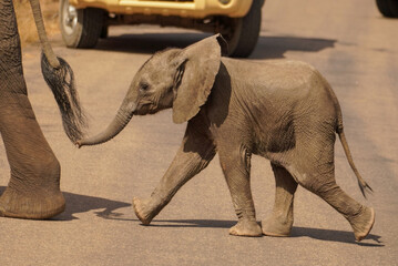 Baby African Elephant Following Mother While Crossing Road in Kruger National Park, with vehicles approaching closely.  © Andrew
