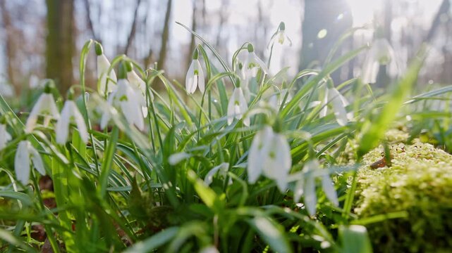 Spring snowdrops flowers in the shining sunlight, Galanthus nivalis, camera move