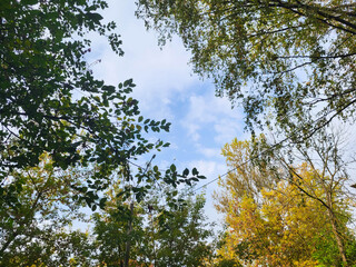 Fototapeta premium In the autumn park, the blue sky with clouds can be seen through the leaves