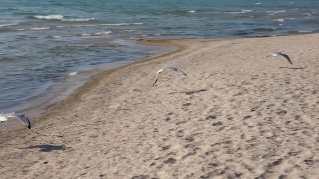 Slow motion shot of seagull in flight over beach. PEC, Ontario, Canada. HD video.