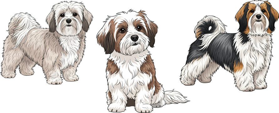 Havanese dog sitting curious standing side profile pose set