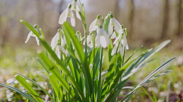 Spring snowdrops flowers in the shining sunlight, Galanthus nivalis, camera move