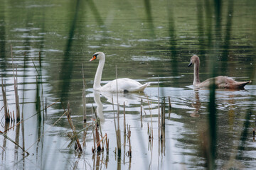 Fototapeta premium White swan and cygnet swimming in lake reeds