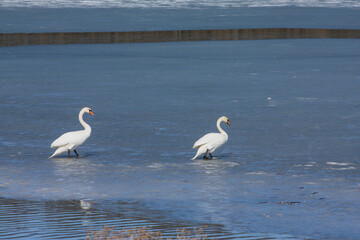 Obraz premium Mute swans navigating frozen lake in winter