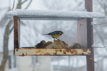 Great tit bird feeding on bread in winter © Iryna