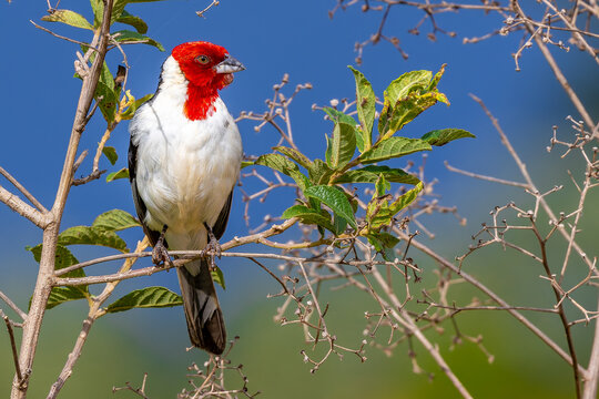 Red-cowled cardinal 