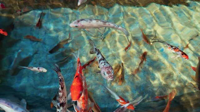 Colorful Koi Fishes Swimming in Clear Aquarium Water