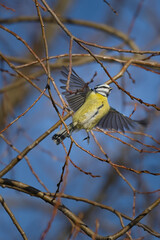 sikorka w locie  © Micha