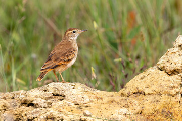 Obraz premium Campo miner 