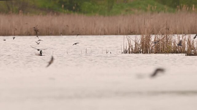 Swallows flying over the lake in the spring rain