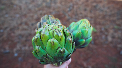A hand is holding atichoke flowers. The flower is nutritious source in Asian cuisine. Deep inside...