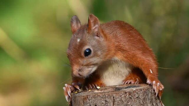 Eichh&ouml;rnchen 