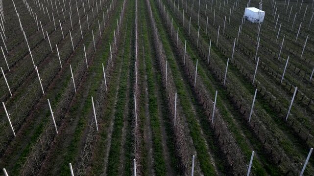 Aerial view, row of apple trees, bare branches about to blossom. Panning 4K