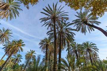 Obraz premium Palermo's Oasis: Dramatic Low-Angle View of Towering Palm Trees in Villa Bonanno