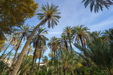 Obraz premium Palermo's Oasis: Dramatic Low-Angle View of Towering Palm Trees in Villa Bonanno