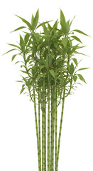 Obraz premium Fresh bunch of green bamboo shoots with vibrant leaves standing upright