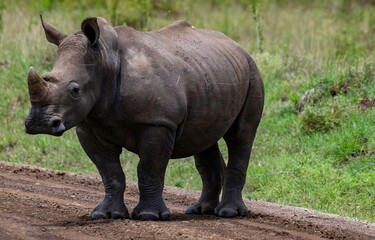 Fototapeta premium Black Rhinoceros close up in the savannah of the Nairobi National park in Kenya