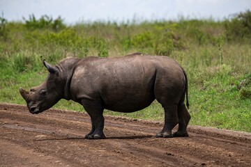 Obraz premium Black Rhinoceros close up in the savannah of the Nairobi National park in Kenya