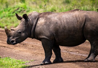 Obraz premium Black Rhinoceros close up in the savannah of the Nairobi National park in Kenya