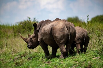 Obraz premium Black Rhinoceros close up in the savannah of the Nairobi National park in Kenya