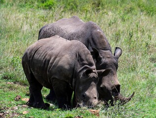 Obraz premium Black Rhinoceros close up in the savannah of the Nairobi National park in Kenya