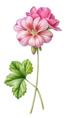 Obraz premium Elegant botanical watercolor painting of a pink Geranium with green leaf detail