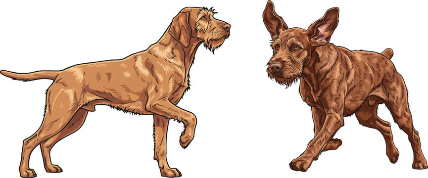 Hungarian Wirehaired Vizsla dog alert pointing stance running pose set