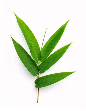Green bamboo leaves branch isolated on white background, zen style