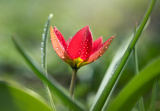 Czerwony tulipan z kropelkami rosy o poranku na rozmytym zielonym tle