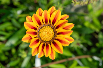 Fototapeta premium Close up of a yellow treasure flower (gazania rigens) in bloom