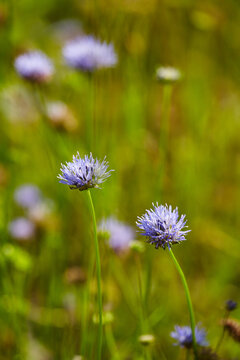 Close-up of Jasione montana flowers on a blurry green meadow. Wild blue jasione flowers in the sunlight, summer nature macro.