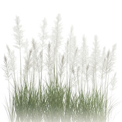 Fototapeta premium A serene field of tall grass swaying in the soft light