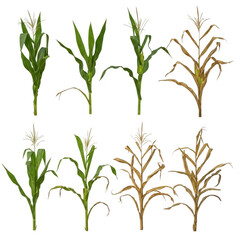 Fototapeta premium Stages of growth and decay in a grass plant over time