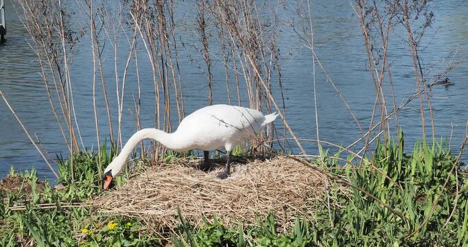 (Cygnus olor) Cygne tubercul&eacute; ou cygne muet sur un &icirc;lot au milieu d'un &eacute;tang d'eau douce, am&eacute;nageant son grand nid avec des oeufs en pr&eacute;levant des mat&eacute;riaux v&eacute;g&eacute;taux