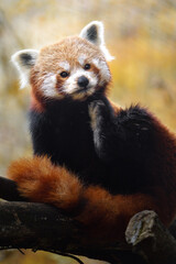 Obraz premium Portrait of Red panda in zoo