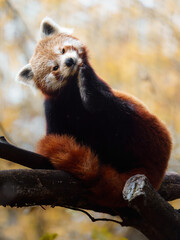 Fototapeta premium Portrait of Red panda in zoo