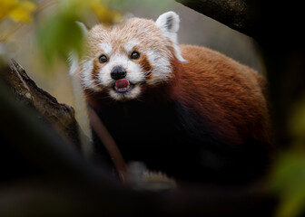 Obraz premium Portrait of Red panda in zoo
