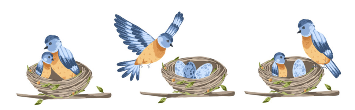 Blue bird nest with eggs and mother on tree. Forest animal house