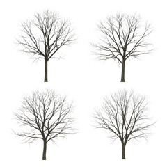Obraz premium Four stages of seasonal tree growth and leaf changes throughout the year