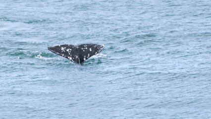 Fototapeta premium Fluke Of A Gray Whale Diving Into The Ocean (Eschrichtius Robustus)