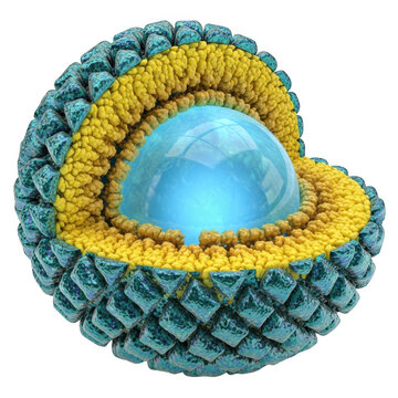 Viral capsid structure with blue nucleus isolated on transparent background