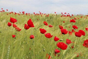 Fototapeta premium poppy field in summer